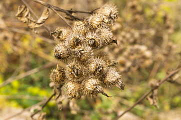 Dry prickly Arctium lappa