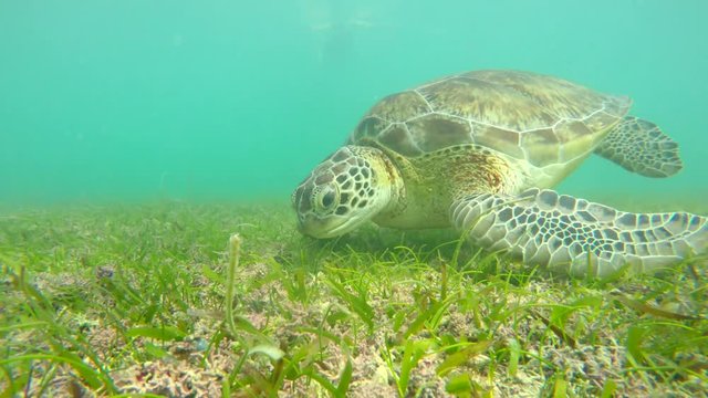 A underwater shot of a sea turtle in tropical blue ocean water