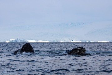Fototapeta premium Humpback whale, Antarctic peninsula