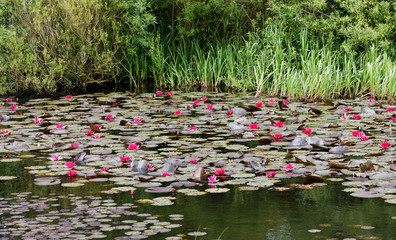 Pond with red water lilly flowers