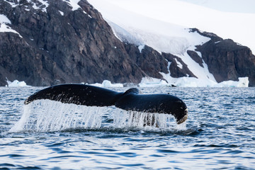 Humpback whale, Antarctic peninsula