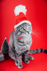 Grey tabby cat wears Santa's hat on red background. Christmas and New year concept