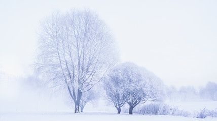 Fototapeta na wymiar Winter beautiful landscape with heavy frost and fog. 