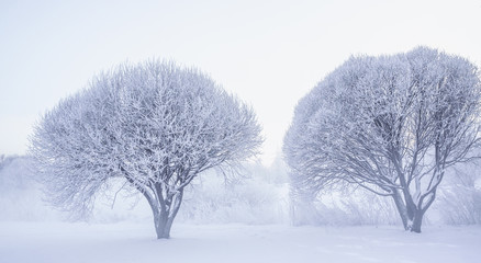 Winter beautiful landscape with heavy frost and fog.
