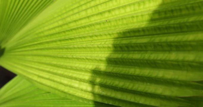 green palm leaf texture, abstract pattern of foliage plant in nature