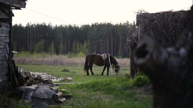 Brown horse eating grass and walking at rural field. Beautiful landscape horses grazing on pasture at livestock farm. Horse breeding at animal farm in village