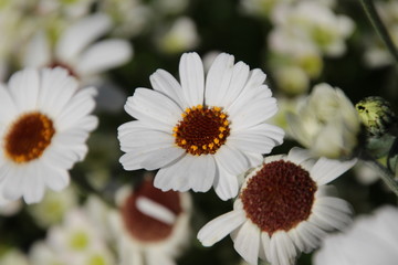 daisies