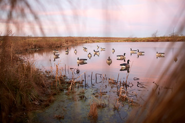 Decoy water birds deployed on a calm lake