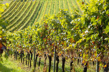 wine field in germany