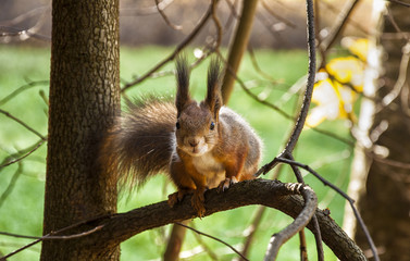 Unsuspecting squirrel takes food from the hands of people in the Park.