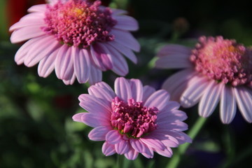 Chrysanthemum in pink