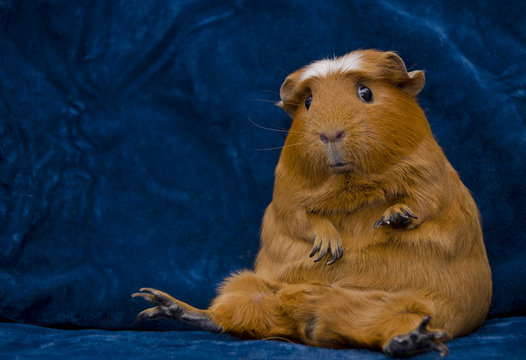 The cutest hotsell guinea pig