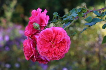 Rose Rosarium Uetersen in Pink