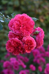 Rosenblüten der Rosarium Uetersen  in Pink