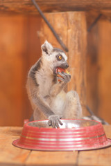 Lemur, a lemur eats in a cage, a funny beast, a zoo, animal protection, endangered species of animals, a long tail, a lemur on a blurred background