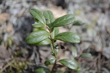 Russia, canoeing tour in Karelia