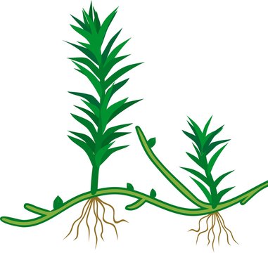 Plants of common haircap moss or Polytrichum commune. Young gametophytes on protonema