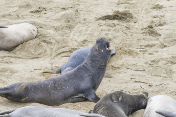 sea lion roaring at the beach