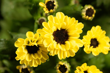 Indian chrysanthemum hybride (Chrysanthemum indicum)