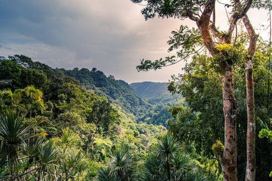Jardin de Balata, Martinique, Cara&iuml;bes : vue panoramique de la jungle