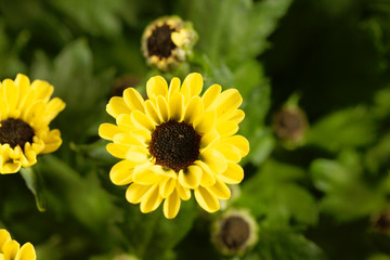 Indian chrysanthemum hybride (Chrysanthemum indicum)