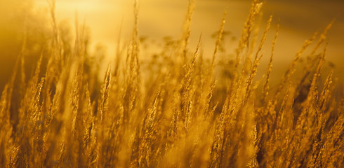 Majestic view of golden wild field background in morning sunny beams. Dramatic beauty scene.