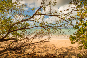 Caraïbes, Martinique : vue de la plage à travers les arbres