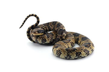 False water cobra isolated on white background