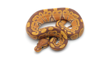 ball python isolated on white background