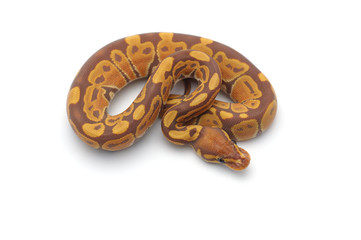 ball python isolated on white background
