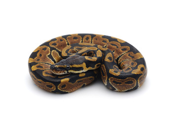 ball python isolated on white background