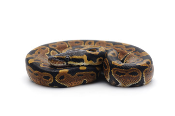 ball python isolated on white background