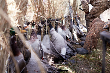 Hunters inside a blind with dead waterfowl