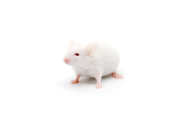 laboratory white mouse isolated on white background