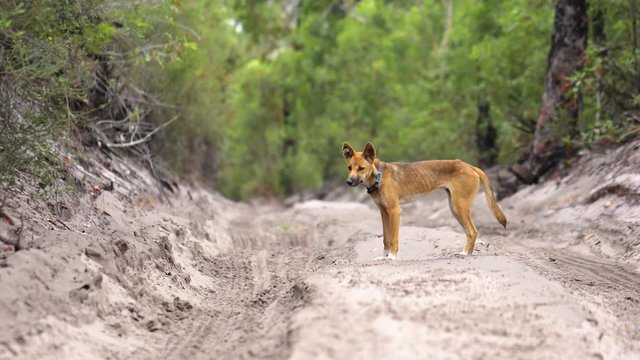 Dingo sniffing track and walking towards the camera in the outback. Tags and trackers are visible on his ear and neck.