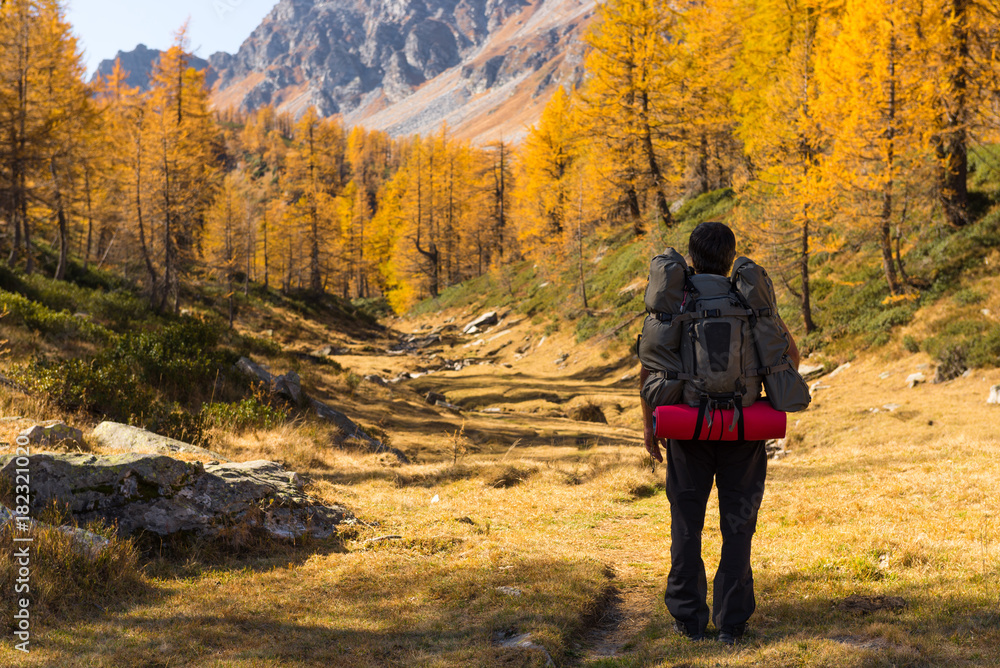 Wall mural Young adult man hiker with backpack contemplate scenic and colorful larches forest mountain landscape in sunny autumn winter morning outdoor