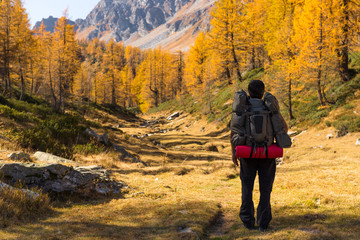 Young adult man hiker with backpack contemplate scenic and colorful larches forest mountain landscape in sunny autumn winter morning outdoor