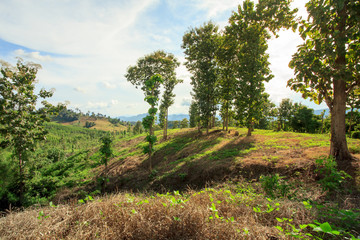 Mountain and green tree view,Mountain with gold teak