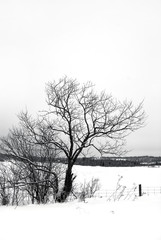 Silhouette of a Tree in a Winter Landscape