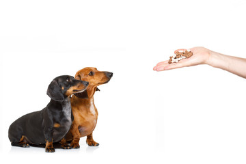 couple of hungry dachshund with treat
