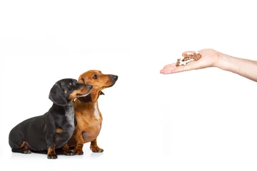 Cercles muraux Chien fou couple of hungry dachshund with treat