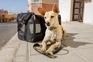 Foto op Plexiglas Grappige hond hond in transportbox of tas klaar om te reizen