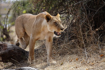 Lioness on the hunt in Botswana's Chobe national park