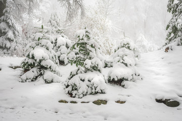View of small pine trees covered in snow on a snowy and foggy winter day