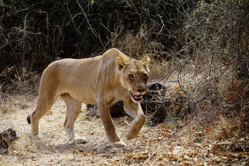 Fototapeta na wymiar Lioness on the hunt in Chobe national park in Botswana