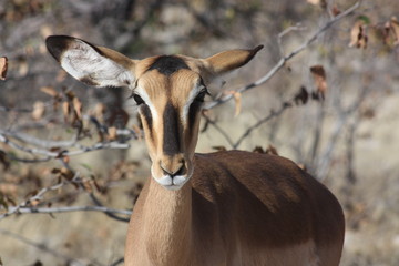 impala eyelashes