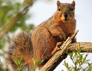 Squirrel