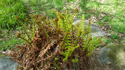 Obraz premium Curly Fern