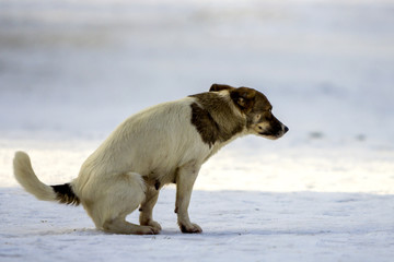 Dog goes to a toilet on the snow in winter