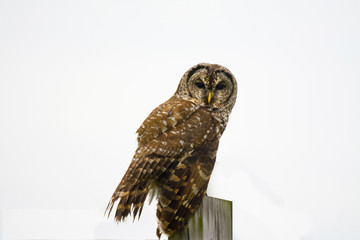 Barred Owl